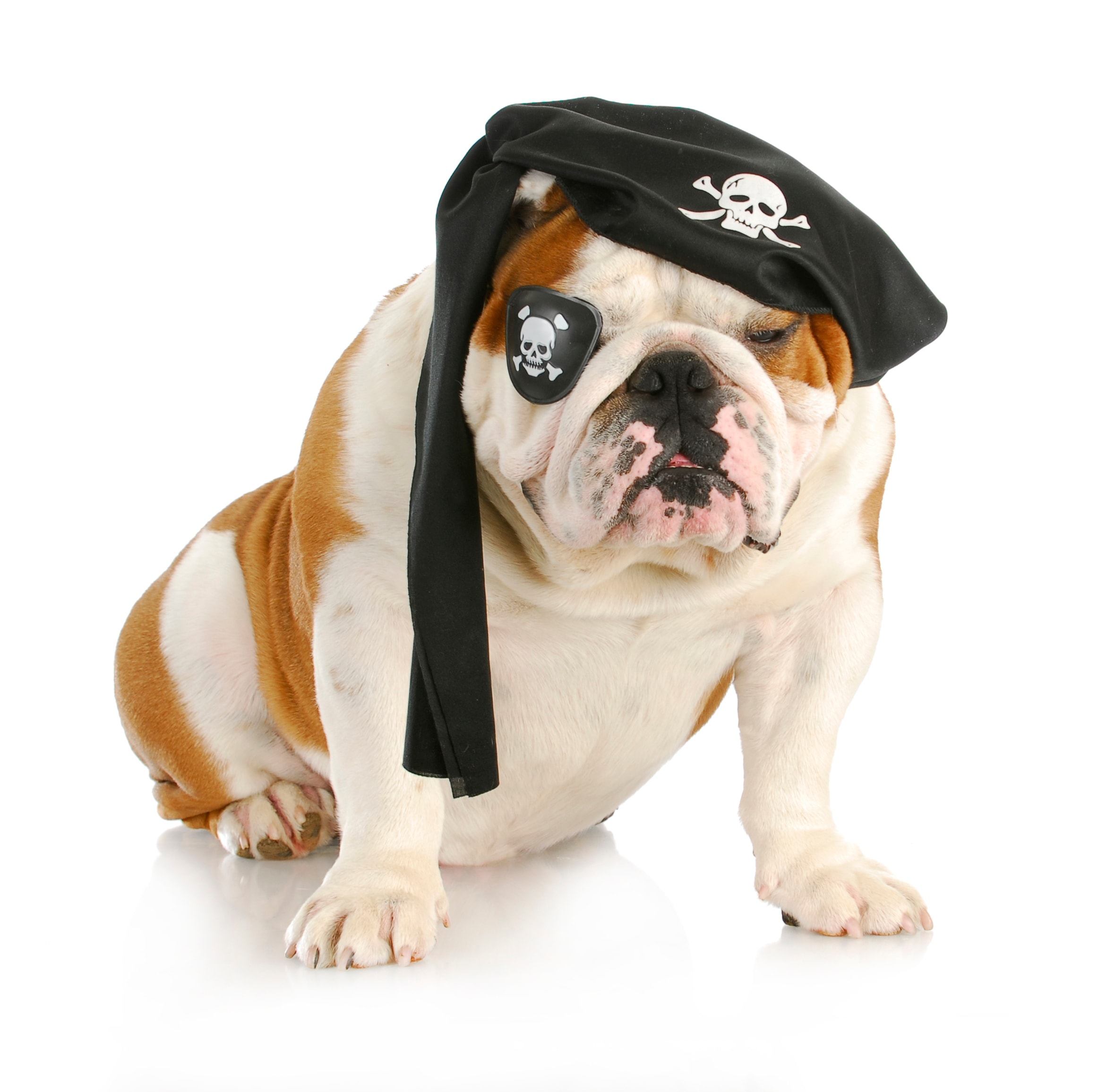 Bulldog wearing a pirate bandana and eye patch