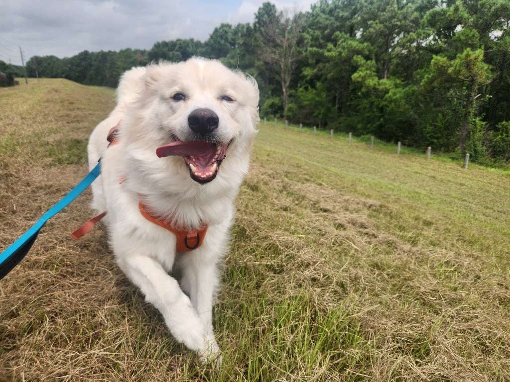 Pet sitter specialist with a happy dog