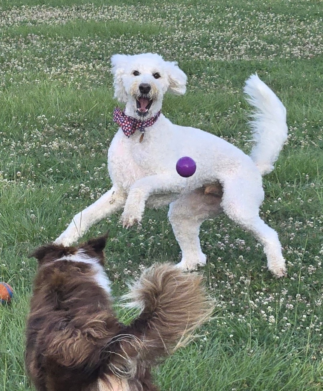 Dog playing with toys
