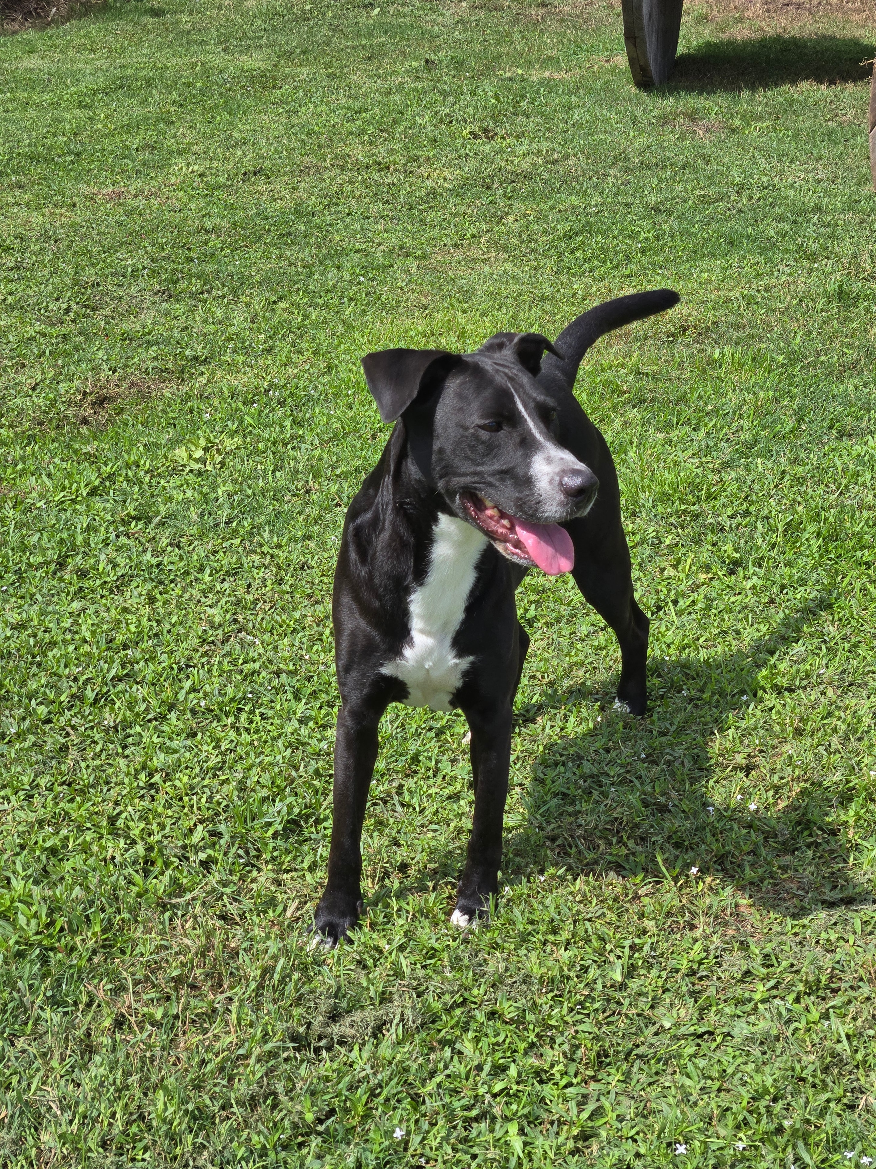 Jake the black dog with white chest markings playing on the grass